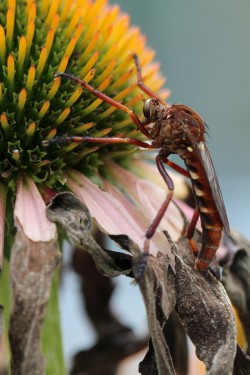 Robber fly Photo: Jack Saul