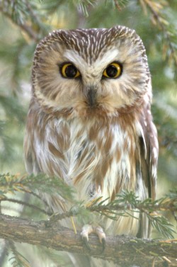 Saw whet owl Photo: Kirk Gentalen