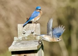 Bluebirds in flight Photo: Ross Lanius