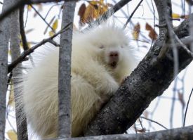Albino porcupine thumbnail