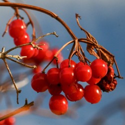 Cranberry Photo: Sandy Miklas Dannis