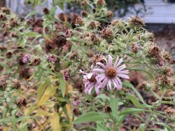 Waning flowers Photo: Emily S. Rowe