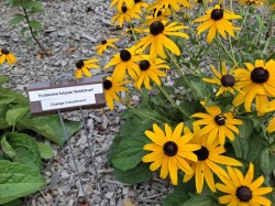 Garden labels Photo: Emily S. Rowe