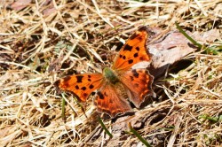 Eastern comma Photo: Ken Hatch