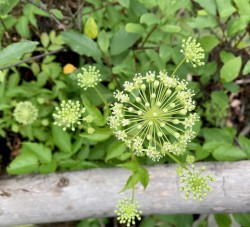 Sarsaparilla Photo: Carol Roede