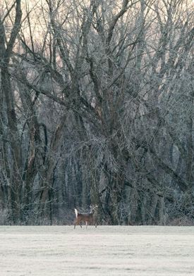 1000-Words-Buck-by-Roger-Irwin-web.jpg thumbnail