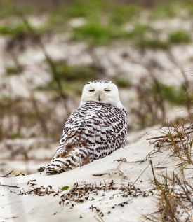 1000-Words-photo-win16.jpg thumbnail