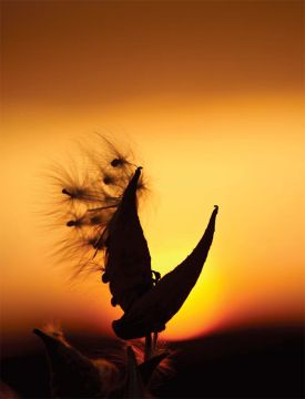 1000_words_milkweed_aut17.jpg thumbnail