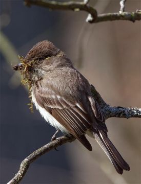 1000_words_spr18.jpg thumbnail