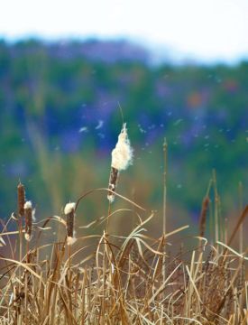 1000_wordsAut12_web2.jpg thumbnail