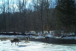 10_adirondack_deer_crossing.jpg