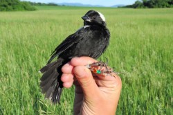 Tagged bird Photo: Allan Strong