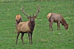 Elk Photo: Charlie Schwarz