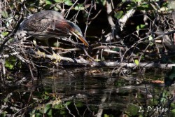 Green Heron Hunting Photo: Eric D'Aleo