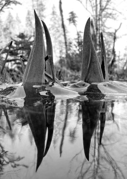 Skunk cabbage Photo: Kirk Gentalen