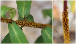 Aphids Photo: Jack Saul