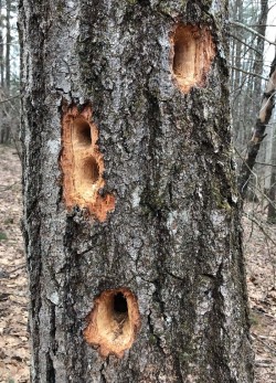 Woodpecker Tree Photo: Janet Miller