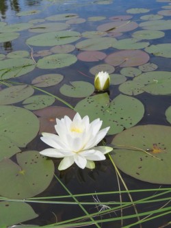 Water Lily Photo: Meghan McCarthy McPhaul