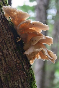 Oyster mushrooms Photo: Judy Sweet