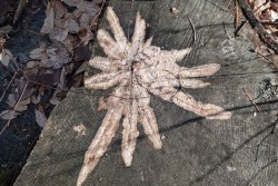 Star stump Photo: Geoffrey Bluh