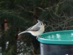 Tufted titmouse Photo: Karen Goulet