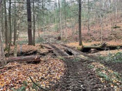 Forest bridge Photo: Alex Barrett