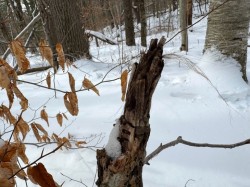 11-brooks-bear-hair.jpg Photo: Dawn Brooks