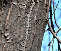Interesting bark Photo: Sue March
