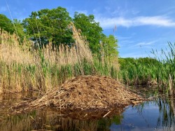 Beaver lodge Photo: Richard Philben