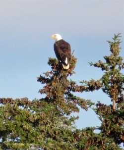 Bald Eagle Photo: Meghan McCarthy McPhaul