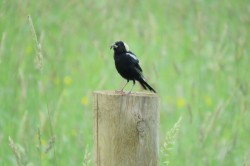 Bobolink dinner Photo: Allan Strong