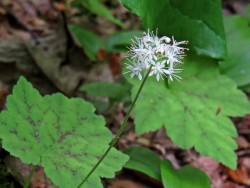 Foamflower Photo: Charlie Schwarz