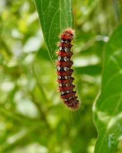 Dagger moth larva Photo: Ross Lanius