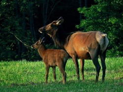 Elk Photo: Charlie Schwarz
