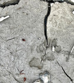 Fox tracks Photo: Pat Liddle