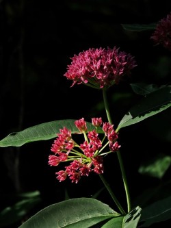 Swamp Milkweed Photo: Charlie Schwarz