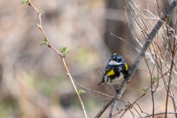 11_yellow-rumped_warbler.jpg