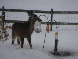 12---deer_at_feeder_18.jpg