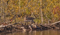 Bobcat Photo: Mark Geoffroy