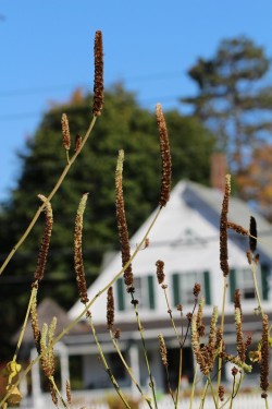 Hyssop seeds Photo: Jackson Saul