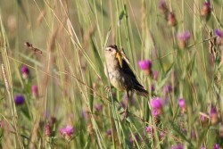 Bobolink dinner Photo: Allan Strong