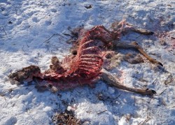 Deer carcass Photo: Geoffrey Bluh