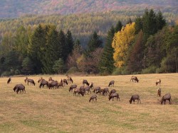 Elk Photo: Charlie Schwarz