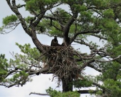 Juvenile Bald Photo: Meghan McCarthy McPhaul