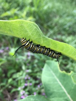 Monarch caterpillar Photo: Margie Manthey