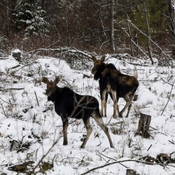 Moose Photo: AM Dannis