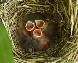 Baby Sparrows Photo: Cindy Eves-Thomas