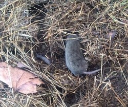 12_Vole_OnTheMove_web.jpg