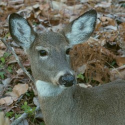 Deer Photo: Charlie Schwarz