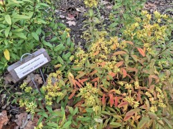Shrubby wort Photo: Emily S. Rowe